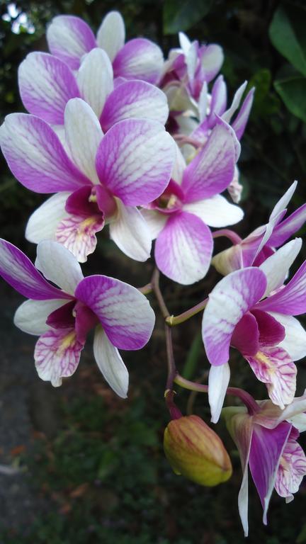 La Case Floria Saint-Andre Ngoại thất bức ảnh